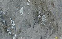 「過港貝化石層」