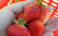 苗栗景點「苗栗採草莓」Blog遊記的精采圖片