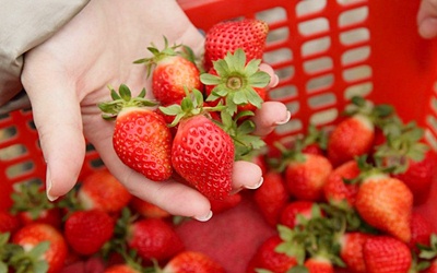 「苗栗採草莓」Blog遊記的精采圖片